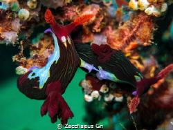 Season for Love~
Nembrotha Chamberlaini
Canon G15 - Can... by Zacchaeus Gn 